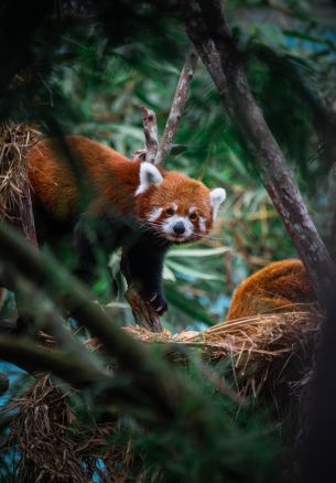 Singapore Zoo, Singapore, panda Wallpaper 1640x2360