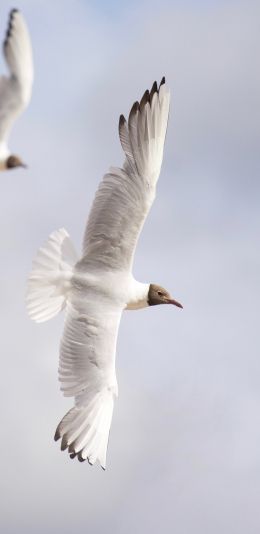 Обои 1080x2220 белые чайки, полет