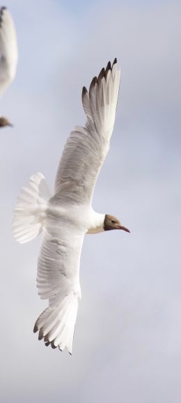 white seagulls, flight Wallpaper 1440x3200