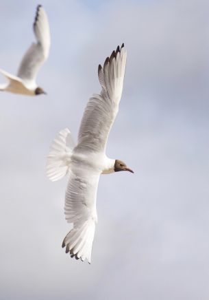 white seagulls, flight Wallpaper 1668x2388