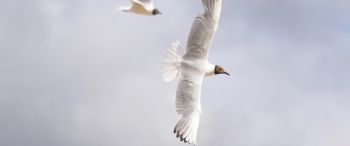 white seagulls, flight Wallpaper 3440x1440