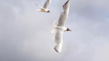 white seagulls, flight Wallpaper 1600x900