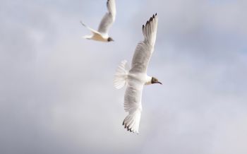 Обои 1920x1200 белые чайки, полет