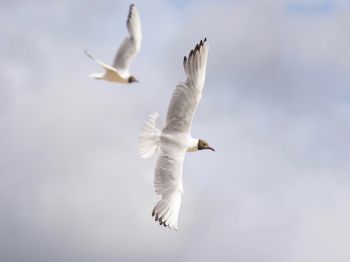 white seagulls, flight Wallpaper 1024x768