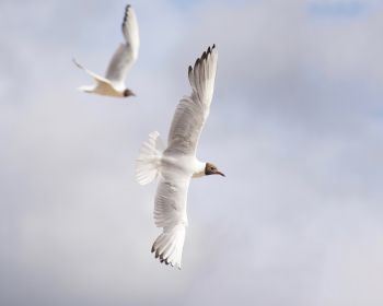 white seagulls, flight Wallpaper 1280x1024