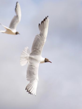 white seagulls, flight Wallpaper 1620x2160
