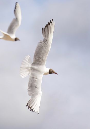 white seagulls, flight Wallpaper 1640x2360