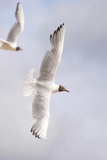 white seagulls, flight Wallpaper 640x960