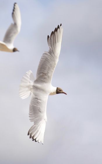 white seagulls, flight Wallpaper 1600x2560