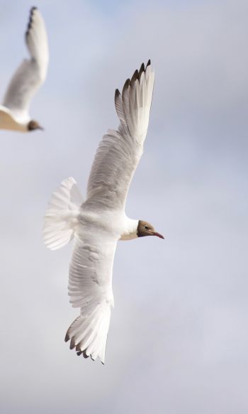 white seagulls, flight Wallpaper 1200x2000