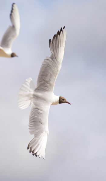 white seagulls, flight Wallpaper 600x1024