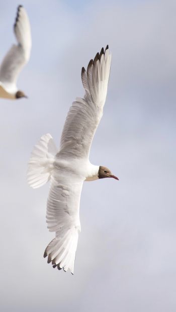 white seagulls, flight Wallpaper 640x1136