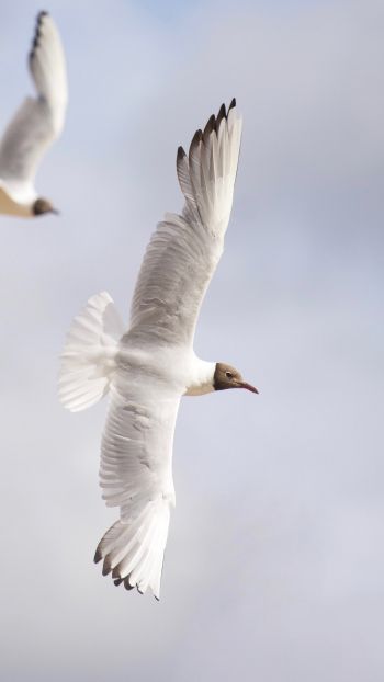 white seagulls, flight Wallpaper 1440x2560