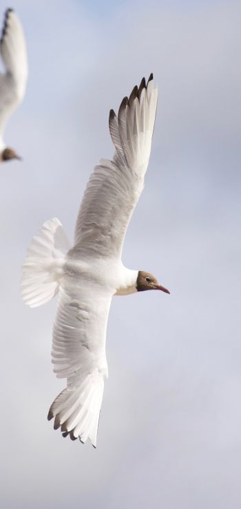 white seagulls, flight Wallpaper 1440x3040