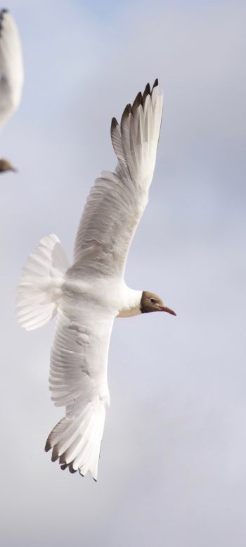 white seagulls, flight Wallpaper 1080x2400