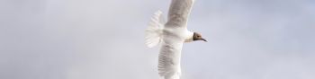 white seagulls, flight Wallpaper 1590x400