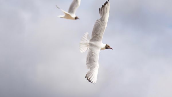 Обои 2048x1152 белые чайки, полет