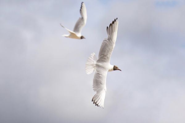 white seagulls, flight Wallpaper 5757x3838