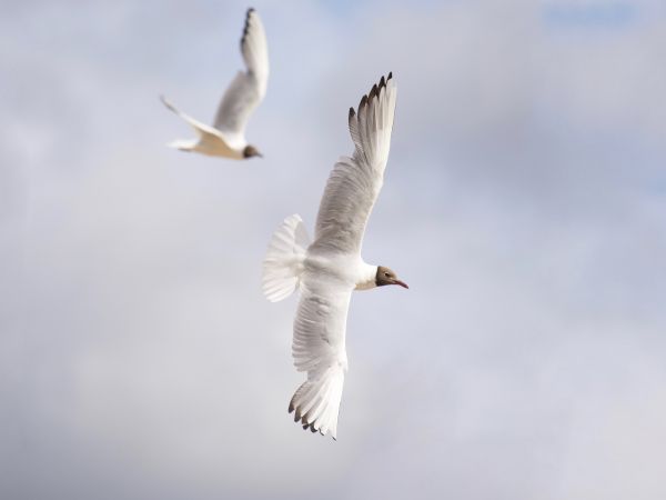 white seagulls, flight Wallpaper 800x600