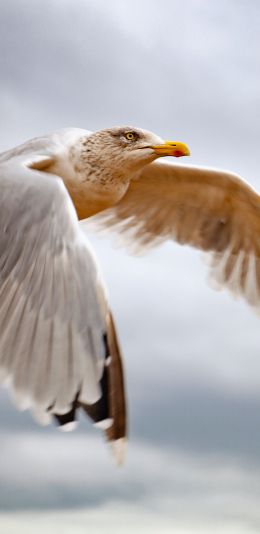 seagull flies Wallpaper 1080x2220