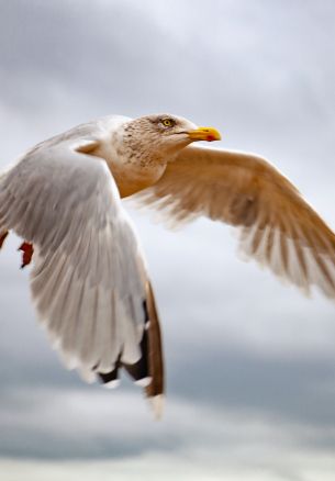 seagull flies Wallpaper 1640x2360
