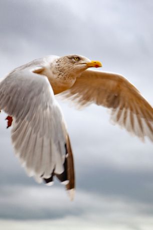 seagull flies Wallpaper 640x960