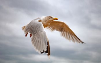 seagull flies Wallpaper 2560x1600