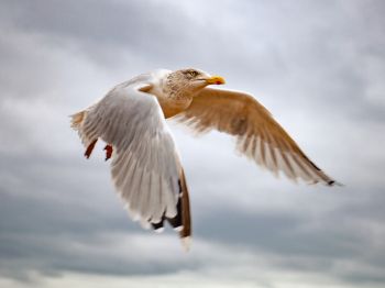 seagull flies Wallpaper 800x600