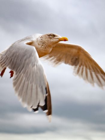 seagull flies Wallpaper 1668x2224