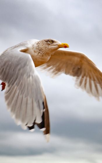 seagull flies Wallpaper 1752x2800
