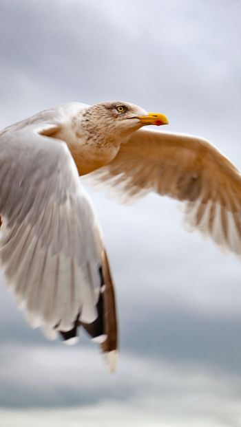 seagull flies Wallpaper 640x1136