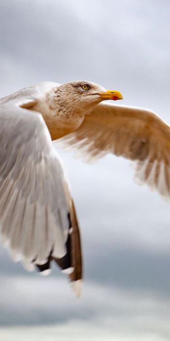 seagull flies Wallpaper 720x1440