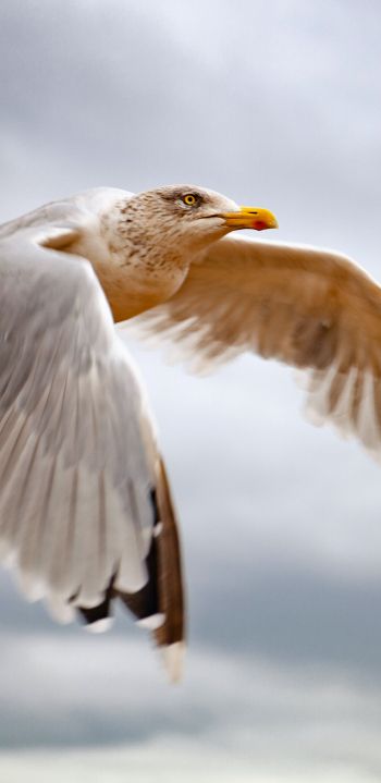seagull flies Wallpaper 1080x2220