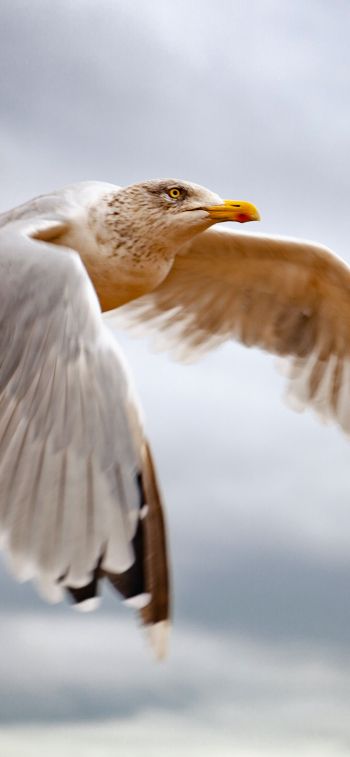 seagull flies Wallpaper 828x1792