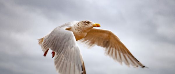 seagull flies Wallpaper 2560x1080