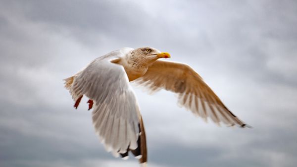 seagull flies Wallpaper 1366x768