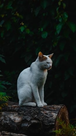house cat, on nature Wallpaper 2160x3840