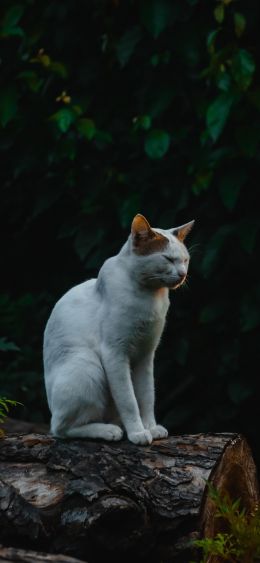 house cat, on nature Wallpaper 1080x2340