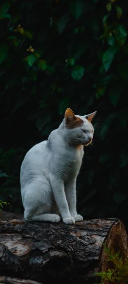 house cat, on nature Wallpaper 1080x2400