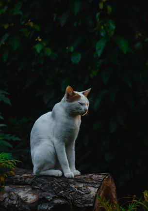 house cat, on nature Wallpaper 1668x2388