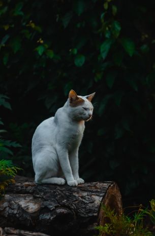 house cat, on nature Wallpaper 3927x6000
