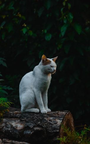 house cat, on nature Wallpaper 1752x2800
