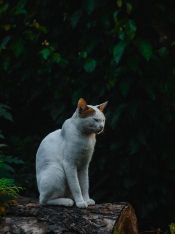 house cat, on nature Wallpaper 1536x2048