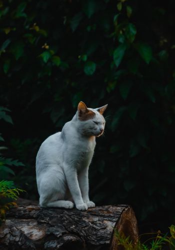 house cat, on nature Wallpaper 1668x2388