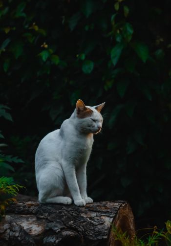 house cat, on nature Wallpaper 1640x2360