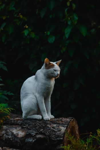 house cat, on nature Wallpaper 640x960