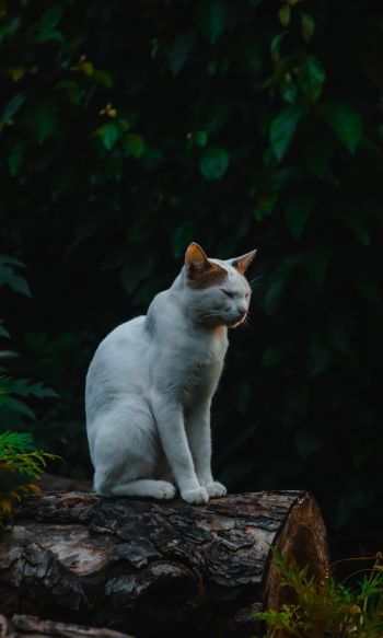 house cat, on nature Wallpaper 1200x2000