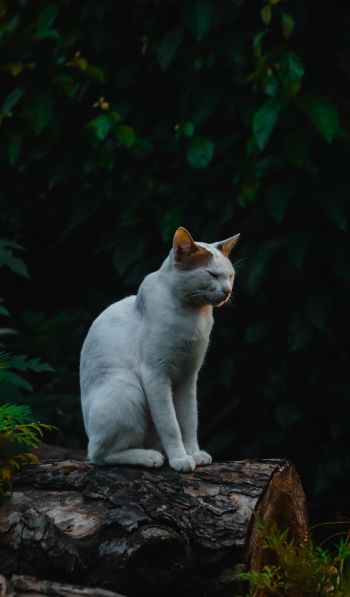 house cat, on nature Wallpaper 600x1024