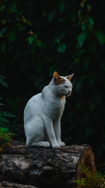 house cat, on nature Wallpaper 750x1334