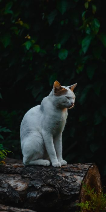 house cat, on nature Wallpaper 720x1440